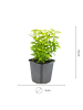 NatureNest Spindelstrauch Emerald n Gold Set 3 Euonymus