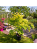 NatureNest 2er: Set Acer palmatum Orange Dream Ahornpflanze in Gelb
