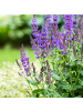 NatureNest 6er: Set Salvia nemorosa Ostfriesland Pflanzen in Lila