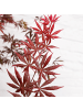 NatureNest Acer palmatum Trompenburg Ahornpflanze in Rot