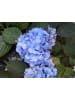 OH2 3er-Set Macrophylla Hortensien in Blau