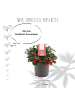 NatureNest Set mit 3 Scheinbeerpflanzen Gaultheria procumbens Big Berry