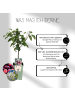 NatureNest Bio-Pflaumenbaum  1 x Prunus domestica  