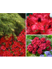 GARDENZO 6er-Set: Rhododendron Nova Zembla in Rot