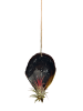 MeinVIPShop 2er Set schwarze Muschelschale mit Tillansia