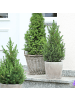 NatureNest Weihnachtsbaum im Weihnachtsmann-Topf 
