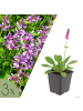 NatureNest 3er-Set: Stachys monieri Hummelo Staude mehrjährig in Violett