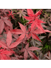 NatureNest 1 Acer palmatum Twomblys Red Sentinel Ahornpflanze in Rot Topf 19 cm Höhe 50 cm