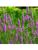 NatureNest 3er: Set Lythrum salicaria Pflanzen in Lila
