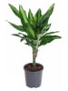 MeinVIPShop Drachenbaum Dracaena fragrans Cintho 50cm Zimmerpflanze