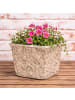 AltoBelli Blumentopf PERUGIA Beige Grau Zement Eckig 15x13 cm