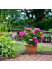 relaxdays 30 x Beetzaun in Grau - (B)68,5 x (H)38 cm