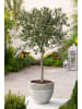 GARDENZO 4er-Set Olivenbaum 80-100cm 3L Topf