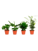 GARDENZO 4er-Set: Zimmerpflanzen