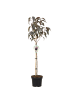 NatureNest Prunus serrulata Royal Burgundy Baum in Rot Topf 21 cm Höhe 100 cm Stamm 80 cm