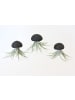 MeinVIPShop 3er Set Seeigelgehäuse Urchin schwarz mit Tillandsie Kammi