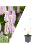 NatureNest 3er-Set: Persicaria amplexicaulis Alba Staude mehrjährig in Weiß