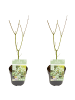 NatureNest 2er: Set Acer palmatum Ukigumo Ahornpflanze in Weiß
