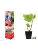 GARDENZO 4er-Set: Feigenpflanzen