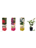 GARDENZO 3er-Set: Kamelien in Bunt