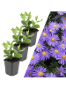 NatureNest 3 Asterpflanzen  Aster ageratoides 'Asran' 