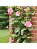 NatureNest Mandevilla rosa Set 3 Dipladenia sanderi Balkon