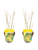 NatureNest 2er: Set Acer palmatum Orange Dream Ahornpflanze in Gelb