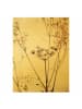 WALLART Leinwandbild Gold - Trockenblume im Lichtspiel in Braun