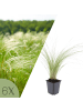 NatureNest 6er: Set Stipa tenuissima Ponytails Pflanzen in Grün