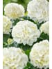 OH2 6-er: Set Hortensie (Hydrangea macrophylla) in Weiss