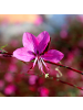 NatureNest 3er: Set Gaura lindheimeri Siskiyou Pink Pflanzen in Rosa