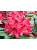 OH2 6er-Set: Rhododendron Nova Zembla in Rot