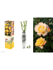 GARDENZO 3er-Set: Großblütige Rosen in Gelb-Rosa