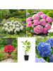 GARDENZO 8er-Set: Hortensie (Hydrangea macrophylla) in Bunt