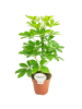 MeinVIPShop Strahlenaralie Schefflera arboricola 'Nora'45cm