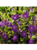NatureNest 12 Purpur-Immergrün-Pflanzen  Vinca minor 'Atropurpurea' 