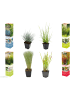 GARDENZO 4er-Set: Ziergräser in Bunt