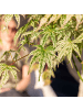 NatureNest Acer palmatum Ukigumo Ahornpflanze in Weiß
