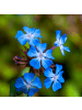 NatureNest 6er: Set Ceratostigma plumbaginoides Pflanzen in Blau