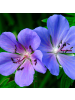 NatureNest 3er-Set: Geranium Azure Rush Staude winterhart in Blau