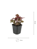 NatureNest Purpurglöckchen Set 3 Heuchera Palace Purple