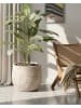 Beliani Outdoor Blumentopf BAIYUN in Beige - (W) 47 x (H) 43 x (L) 47 cm