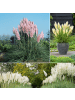 GARDENZO 6er-Set: Pampasgras in Bunt