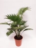MeinVIPShop Livistona Palme 65cm XXL