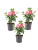 NatureNest Mandevilla rosa Set 3 Dipladenia sanderi Balkon