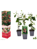 GARDENZO 6er-Set: Lonicera periclymenum in Bunt