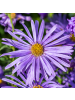 NatureNest 3er-Set: Aster frikartii Mönch Staude winterhart in Violett