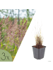 NatureNest 3 Calamagrostis brachytricha Pflanzen in Grün Topf 9 cm Höhe 15 cm
