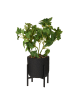 Home&Styling Collection Kunstpflanze in schwarz