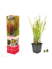 GARDENZO 4er-Set: Japanisches Blutgras Imperata cyl. Red Barron in Bunt